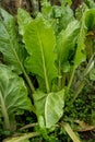 Chard in an ecological garden, protected by cosmos and other plants Royalty Free Stock Photo