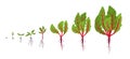 Chard growth stages. Planting of leaf stalks plant. Swiss chard taproot life cycle. Vector illustration on white background. Beta