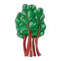 Chard - hand drawn vegetable isolated