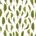 Chard leaf pattern. Leaf stalks plant repeat. Swiss chard. Vector illustration on white background. Beta vulgaris