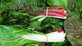 Chard leaves red green bio, white swiss stemmed fresh is cicla group, beet spinach seakale leaf stem grown, Beta