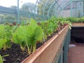 Chard and lettuce plants in a greenhouse