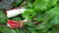 Chard red green bio leaves, white swiss stemmed fresh is cicla group, beet spinach seakale leaf stem grown, Beta