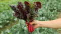 Chard red green bio leaves, white swiss stemmed fresh cicla group hand beet spinach seakale leaf stem grown, Beta