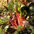 Chard