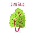 Chard salad, leaf of swiss plant, vegetarian nutrition. Vector illustration Royalty Free Stock Photo