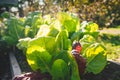 Chard or swiss chard, a green leafy vegetable often used in healthy diets