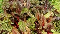 Chard swiss red farm green bio leaves stemmed fresh is cicla group, beet spinach seakale leaf stem grown, Beta vulgaris