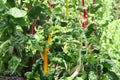 Chard: very coloured vegetables!