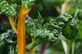 Chard: very coloured vegetables!