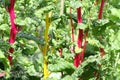 Chard: very coloured vegetables!