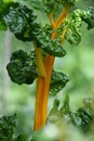 Chard: very coloured vegetables!