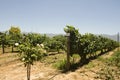 Chardonay vineyard Royalty Free Stock Photo