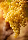 Chardonnay grape Royalty Free Stock Photo