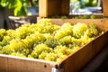 chardonnay grape bunches ready for champagne processing