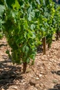 Chardonnay grape growing on Panoramic hilly Chablis Grand Cru appellation vineyards on limestone and marl soils, Burdundy, France