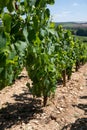 Chardonnay grape growing on Panoramic hilly Chablis Grand Cru appellation vineyards on limestone and marl soils, Burdundy, France