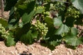 Chardonnay grape growing on Panoramic hilly Chablis Grand Cru appellation vineyards on limestone and marl soils, Burdundy, France