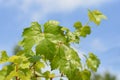 Chardonnay Grape Vine Royalty Free Stock Photo