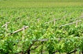 Chardonnay grape vines Royalty Free Stock Photo