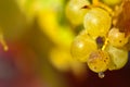 Chardonnay grapes Royalty Free Stock Photo