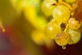 Chardonnay grapes