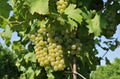 Chardonnay grapes hanging on vine . Royalty Free Stock Photo