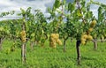 Chardonnay grapes hanging on vineyard  under a dark cloudy sky. Royalty Free Stock Photo