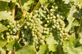 Chardonnay grapes ripening on vine in vineyard Royalty Free Stock Photo