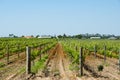 Chardonnay Grapes Royalty Free Stock Photo