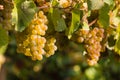 Chardonnay grapes on vine