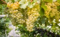 Chardonnay Grapes on Vine in Vineyard, South Tyrol, Italy. Chardonnay is a green-skinned grape variety used in the production of w Royalty Free Stock Photo