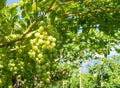 Chardonnay Grapes on Vine in Vineyard, South Tyrol, Italy. Chardonnay is a green-skinned grape variety used in the production of w Royalty Free Stock Photo