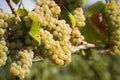 Chardonnay Grapes in Vineyard Royalty Free Stock Photo