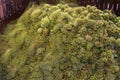 Chardonnay Grapes in Wine Press Royalty Free Stock Photo