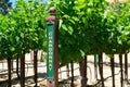 Chardonnay green skinned grape variety outdoor sign on wooden vertical end post in summer vineyard Royalty Free Stock Photo