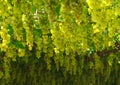 Chardonnay. harvesting grapes