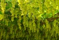 Chardonnay. harvesting grapes