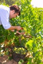 Chardonnay harvesting with wine grapes harvest