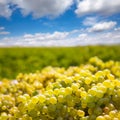 Chardonnay harvesting with wine grapes harvest