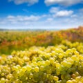 Chardonnay harvesting with wine grapes harvest