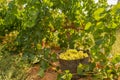 Chardonnay harvesting with wine grapes harvest Royalty Free Stock Photo