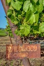 Rustic Chardonnay Signpost and Young Grapes Royalty Free Stock Photo