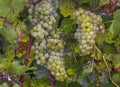 Grapes Chardonnay in Autumn Harvest Royalty Free Stock Photo