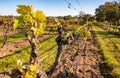 Chardonnay vines in an organic vineyard in McLaren Vale, Australia
