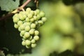 Chardonnay white wine grapes vineyard burgundy france closeup Royalty Free Stock Photo