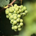 Chardonnay wine grapes growing vineyard burgundy france closeup Royalty Free Stock Photo