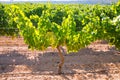Chardonnay Wine grapes in vineyard raw ready for harvest Royalty Free Stock Photo
