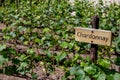 CHARDONNAY Wine sign on vineyard. Vineyard landcape