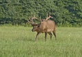 Charging Bull Elk in Late Evening Light